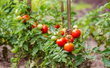 Baštovani tvrde da na ovih 5 mesta nikako ne treba saditi paradajz Baštovani tvrde da na ovih 5 mesta nikako ne treba saditi paradajz