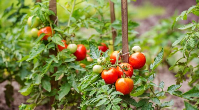 Baštovani tvrde da na ovih 5 mesta nikako ne treba saditi paradajz Baštovani tvrde da na ovih 5 mesta nikako ne treba saditi paradajz