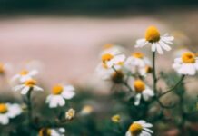 Benefiti čaja od kamilice: Prirodni saveznik za smirenje, san i zdravlje organizma Benefiti čaja od kamilice: Prirodni saveznik za smirenje, san i zdravlje organizma