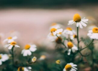 Benefiti čaja od kamilice: Prirodni saveznik za smirenje, san i zdravlje organizma Benefiti čaja od kamilice: Prirodni saveznik za smirenje, san i zdravlje organizma