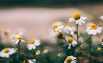 Benefiti čaja od kamilice: Prirodni saveznik za smirenje, san i zdravlje organizma Benefiti čaja od kamilice: Prirodni saveznik za smirenje, san i zdravlje organizma