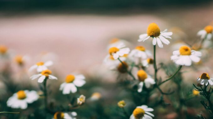 Benefiti čaja od kamilice: Prirodni saveznik za smirenje, san i zdravlje organizma Benefiti čaja od kamilice: Prirodni saveznik za smirenje, san i zdravlje organizma