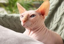 Da li sfinks mačka zaista voli vodu? Odgovor će vas iznenaditi! Da li sfinks mačka zaista voli vodu? Odgovor će vas iznenaditi!