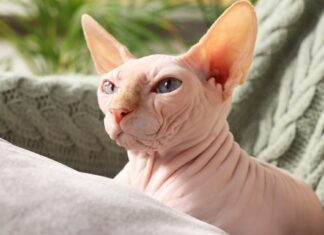 Da li sfinks mačka zaista voli vodu? Odgovor će vas iznenaditi! Da li sfinks mačka zaista voli vodu? Odgovor će vas iznenaditi!