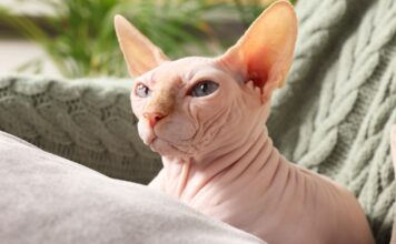 Da li sfinks mačka zaista voli vodu? Odgovor će vas iznenaditi! Da li sfinks mačka zaista voli vodu? Odgovor će vas iznenaditi!