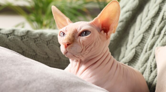 Da li sfinks mačka zaista voli vodu? Odgovor će vas iznenaditi! Da li sfinks mačka zaista voli vodu? Odgovor će vas iznenaditi!