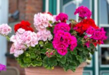 Dodajte 1 kap ove tečnosti u saksiju i cveće će bujati kao ludo: Baštovani se kunu u ovaj trik Dodajte 1 kap ove tečnosti u saksiju i cveće će bujati kao ludo: Baštovani se kunu u ovaj trik