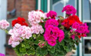 Dodajte 1 kap ove tečnosti u saksiju i cveće će bujati kao ludo: Baštovani se kunu u ovaj trik Dodajte 1 kap ove tečnosti u saksiju i cveće će bujati kao ludo: Baštovani se kunu u ovaj trik