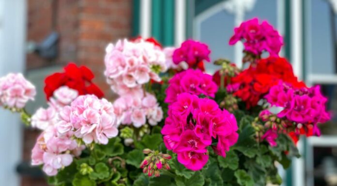 Dodajte 1 kap ove tečnosti u saksiju i cveće će bujati kao ludo: Baštovani se kunu u ovaj trik Dodajte 1 kap ove tečnosti u saksiju i cveće će bujati kao ludo: Baštovani se kunu u ovaj trik