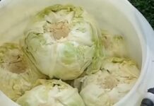 Evo kako spasiti gnjecavi kiseli kupus: Jedan dodatak vraća mu čvrstoću i ukus Evo kako spasiti gnjecavi kiseli kupus: Jedan dodatak vraća mu čvrstoću i ukus