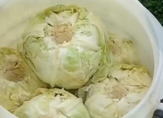 Evo kako spasiti gnjecavi kiseli kupus: Jedan dodatak vraća mu čvrstoću i ukus Evo kako spasiti gnjecavi kiseli kupus: Jedan dodatak vraća mu čvrstoću i ukus