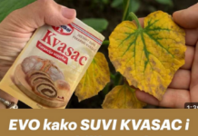 EVO kako SUVI KVASAC i mrtve biljke vraća u život! Ovo vam niko neće reći! EVO kako SUVI KVASAC i mrtve biljke vraća u život! Ovo vam niko neće reći!