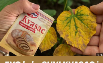 EVO kako SUVI KVASAC i mrtve biljke vraća u život! Ovo vam niko neće reći! EVO kako SUVI KVASAC i mrtve biljke vraća u život! Ovo vam niko neće reći!