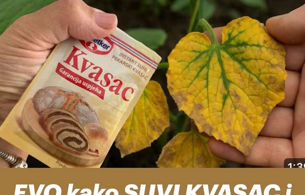 EVO kako SUVI KVASAC i mrtve biljke vraća u život! Ovo vam niko neće reći! EVO kako SUVI KVASAC i mrtve biljke vraća u život! Ovo vam niko neće reći!