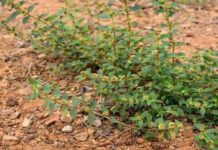 Imati ovu biljku u dvorištu je vrijednije od pronalaženja novca! Imati ovu biljku u dvorištu je vrijednije od pronalaženja novca!