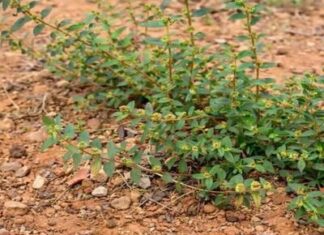 Imati ovu biljku u dvorištu je vrijednije od pronalaženja novca! Imati ovu biljku u dvorištu je vrijednije od pronalaženja novca!