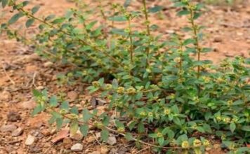 Imati ovu biljku u dvorištu je vrijednije od pronalaženja novca! Imati ovu biljku u dvorištu je vrijednije od pronalaženja novca!