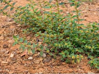 Imati ovu biljku u dvorištu je vrijednije od pronalaženja novca! Imati ovu biljku u dvorištu je vrijednije od pronalaženja novca!
