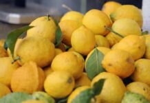 Jedite limun na ovaj način i zaštitite se od depresije i suvišnih kilograma Jedite limun na ovaj način i zaštitite se od depresije i suvišnih kilograma