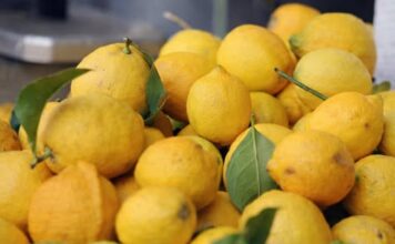 Jedite limun na ovaj način i zaštitite se od depresije i suvišnih kilograma Jedite limun na ovaj način i zaštitite se od depresije i suvišnih kilograma