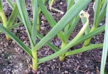 Kako neutralisati miris bijelog luka: Ako ga ovako konzumirate, niko neće primijetiti, a vi ćete ojačati imunitet Kako neutralisati miris bijelog luka: Ako ga ovako konzumirate, niko neće primijetiti, a vi ćete ojačati imunitet