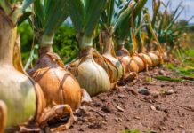 Kineska metoda sađenja luka: Bujaće kao iz vode, a glavice će biti krupne i čvrste Kineska metoda sađenja luka: Bujaće kao iz vode, a glavice će biti krupne i čvrste