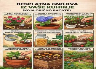 Kuhinjski ostaci koji se pretvaraju u moćno besplatno gnojivo za vaš vrt…! Kuhinjski ostaci koji se pretvaraju u moćno besplatno gnojivo za vaš vrt…!