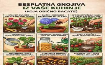 Kuhinjski ostaci koji se pretvaraju u moćno besplatno gnojivo za vaš vrt…! Kuhinjski ostaci koji se pretvaraju u moćno besplatno gnojivo za vaš vrt…!