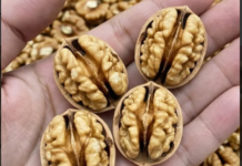 Ljekari otkrivaju: Šta jedenje oraha može učiniti za vaše zdravlje Ljekari otkrivaju: Šta jedenje oraha može učiniti za vaše zdravlje