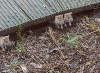 MIŠEVI I PACOVI ĆE TRAJNO NESTATI! 😲👆Umjesto kemikalija, isprobajte ovo prirodno oružje protiv glodavaca!