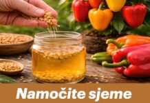 Namočite sjeme paprike u OVO i dobit ćete izrazito krupne plodove Namočite sjeme paprike u OVO i dobit ćete izrazito krupne plodove