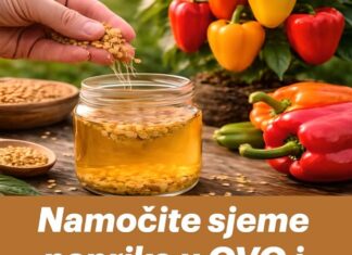 Namočite sjeme paprike u OVO i dobit ćete izrazito krupne plodove Namočite sjeme paprike u OVO i dobit ćete izrazito krupne plodove