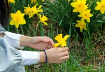 Narcis – proleće u bašti i vazi Narcis – proleće u bašti i vazi