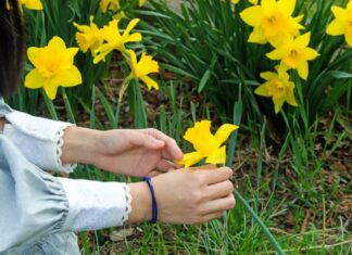 Narcis – proleće u bašti i vazi Narcis – proleće u bašti i vazi