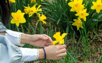 Narcis – proleće u bašti i vazi Narcis – proleće u bašti i vazi