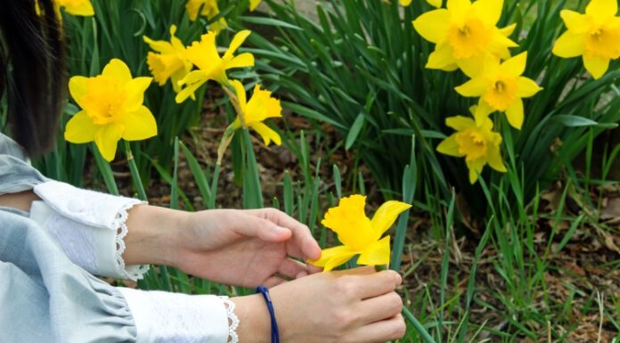 Narcis – proleće u bašti i vazi Narcis – proleće u bašti i vazi