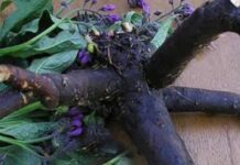 NE POSTOJI OSOBA KOJOJ NIJE POMOGLA: A u kombinaciji sa rakijom, moć ove biljke nema granice… NE POSTOJI OSOBA KOJOJ NIJE POMOGLA: A u kombinaciji sa rakijom, moć ove biljke nema granice…