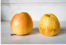 Nemojte bacati stare jabuke: Evo kako ih možete iskoristiti da poboljšate svoje zdravlje Nemojte bacati stare jabuke: Evo kako ih možete iskoristiti da poboljšate svoje zdravlje