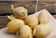 Niste ni svjesni opasnosti po zdravlje: Evo kako prepoznati da li proklijali krompir smijemo jesti! Niste ni svjesni opasnosti po zdravlje: Evo kako prepoznati da li proklijali krompir smijemo jesti!