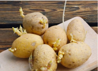 Niste ni svjesni opasnosti po zdravlje: Evo kako prepoznati da li proklijali krompir smijemo jesti! Niste ni svjesni opasnosti po zdravlje: Evo kako prepoznati da li proklijali krompir smijemo jesti!