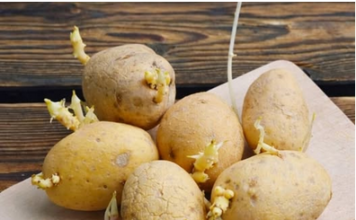 Niste ni svjesni opasnosti po zdravlje: Evo kako prepoznati da li proklijali krompir smijemo jesti! Niste ni svjesni opasnosti po zdravlje: Evo kako prepoznati da li proklijali krompir smijemo jesti!