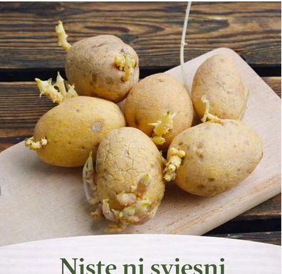 Niste ni svjesni opasnosti po zdravlje: Evo kako prepoznati da li proklijali krompir smijemo jesti! Niste ni svjesni opasnosti po zdravlje: Evo kako prepoznati da li proklijali krompir smijemo jesti!