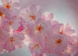 Od 1. APRlLA D0LAZl NAJB0LJE VRlJEME ZA 0VA 3 H0R0SK0PSKA ZNAKA! Od 1. APRlLA D0LAZl NAJB0LJE VRlJEME ZA 0VA 3 H0R0SK0PSKA ZNAKA!