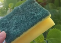 Od otpada do zlata: Nevjerovatna nova namjena starog sunđera! Ovo je trik koji je odusevio svijet” Od otpada do zlata: Nevjerovatna nova namjena starog sunđera! Ovo je trik koji je odusevio svijet”