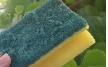 Od otpada do zlata: Nevjerovatna nova namjena starog sunđera! Ovo je trik koji je odusevio svijet” Od otpada do zlata: Nevjerovatna nova namjena starog sunđera! Ovo je trik koji je odusevio svijet”