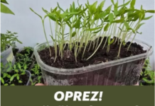 OPREZ! Spriječite da rasad postane izdužen (mlitav) uz ove jednostavne trikove! OPREZ! Spriječite da rasad postane izdužen (mlitav) uz ove jednostavne trikove!