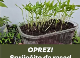 OPREZ! Spriječite da rasad postane izdužen (mlitav) uz ove jednostavne trikove! OPREZ! Spriječite da rasad postane izdužen (mlitav) uz ove jednostavne trikove!