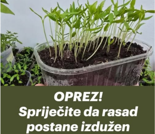 OPREZ! Spriječite da rasad postane izdužen (mlitav) uz ove jednostavne trikove! OPREZ! Spriječite da rasad postane izdužen (mlitav) uz ove jednostavne trikove!