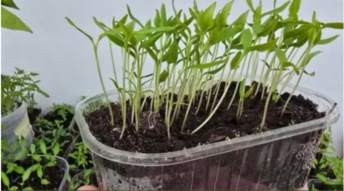 OPREZ! Spriječite da rasad postane izdužen (mlitav) uz ove jednostavne trikove! OPREZ! Spriječite da rasad postane izdužen (mlitav) uz ove jednostavne trikove!