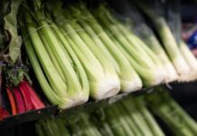 Ova Biljka Čisti Krv, Kožu, Bubrege, Jetru i Gušteraču u Jednom Potezu Ova Biljka Čisti Krv, Kožu, Bubrege, Jetru i Gušteraču u Jednom Potezu